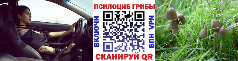 закладки  Темников  Псилоцибиновые грибы GOLDEN TEACHER 